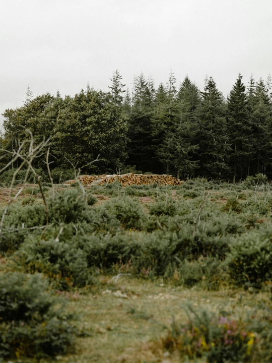 Exploitation forestière